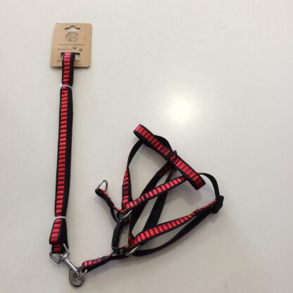 Trailla + Arnés 2.5cm - Imagen 2
