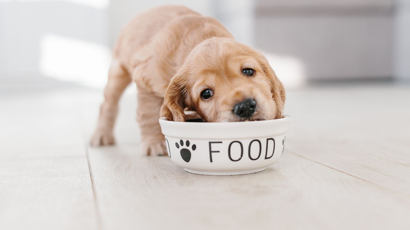 Alimento para cachorros