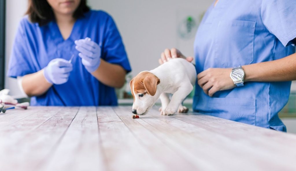 Antiparasitarios para perros